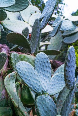 güzel doğa fon manzara