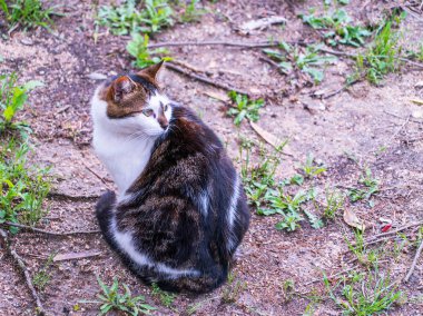 Kedi yerde oturuyor, yakın çekim görüntüsü