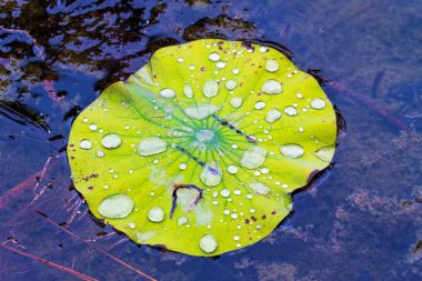 güzel doğa fon manzara