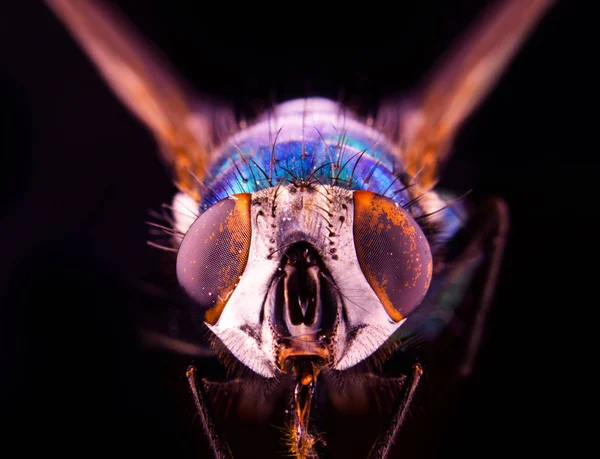 Fly Super Macro Close View — стоковое фото