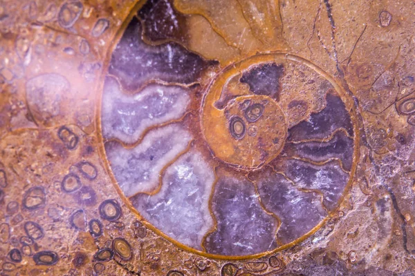 Kristallisierte Fossile Schnecke Nahaufnahme — Stockfoto