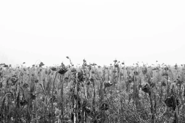 Zwart Wit Zicht Planten Veld — Stockfoto