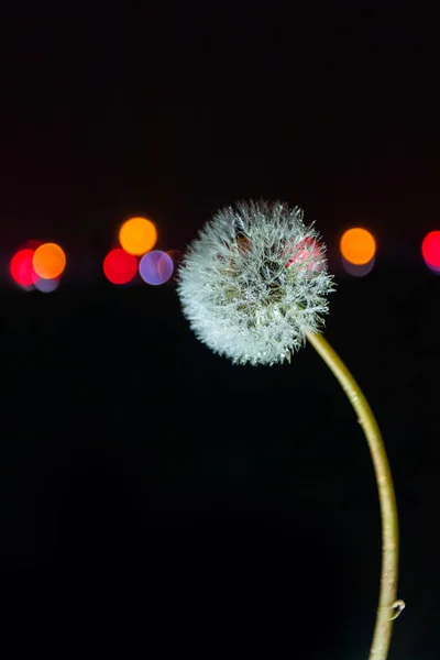 夜のクローズアップビューでタンポポの種 — ストック写真