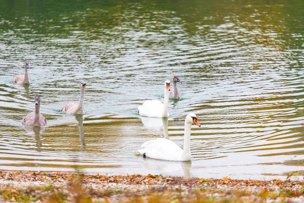 연못에 아름다운 백조의 보기를 닫습니다 — 스톡 사진
