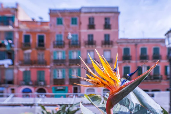 Las Aves Del Paraíso Florecen Calle Cagliari —  Fotos de Stock