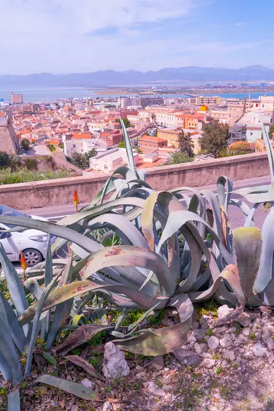 Vista Cagliari Desde Balcón Con Cactus Italia —  Fotos de Stock