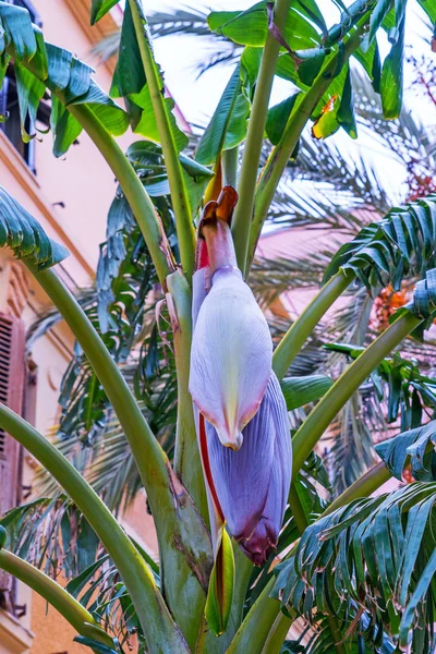 Prachtig Schilderachtig Uitzicht Wilde Natuur Achtergrond — Stockfoto