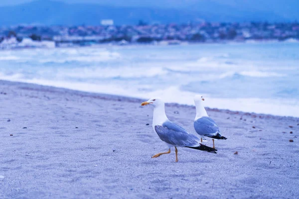 Close Van Wilde Meeuwen Wandelen Het Zandstrand — Stockfoto