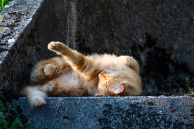 Uzayan turuncu tüylü kedinin yakın çekim görüntüsü