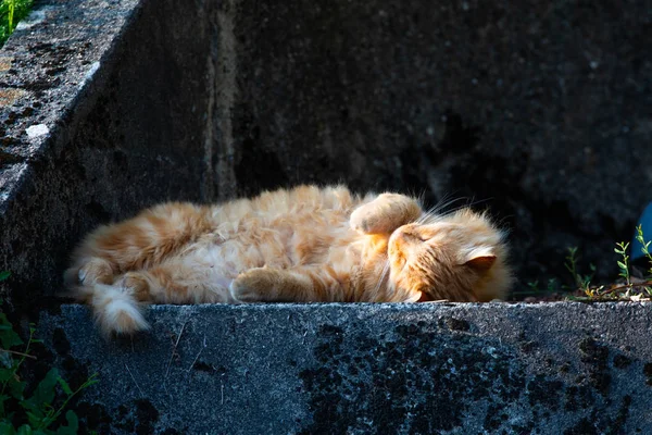 Κοντινή Άποψη Του Ηλιοθεραπεία Πορτοκαλί Γάτα Πέτρινα Σκαλοπάτια — Φωτογραφία Αρχείου