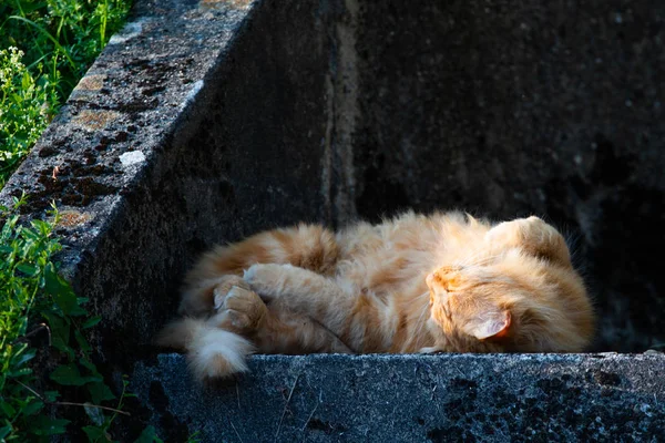 石段の上で日光浴オレンジ猫の近景 — ストック写真