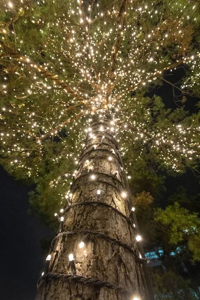 クリスマスライトと松の木に近い低角度 — ストック写真