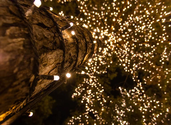 クリスマスライトと松の木に近い低角度 — ストック写真