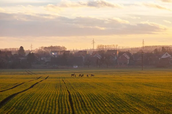 alan üzerinde güzel gün batımı manzara