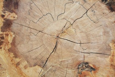 Ağaç gövdesi bölümünün yakın görüntüsü 