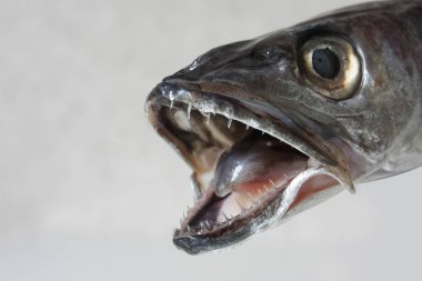 Küçük sivri dişli gümüş balığın yakın plan görüntüsü