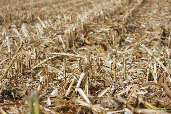 Close View Freshly Cropped Corn Field — Stock Photo, Image