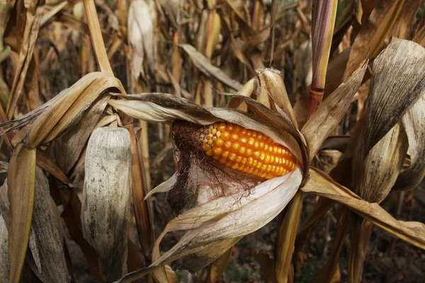 Nahaufnahme Von Mais Der Garten Wächst — Stockfoto