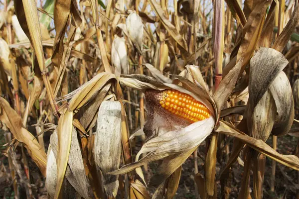 Primer Plano Cultivo Maíz Jardín — Foto de Stock