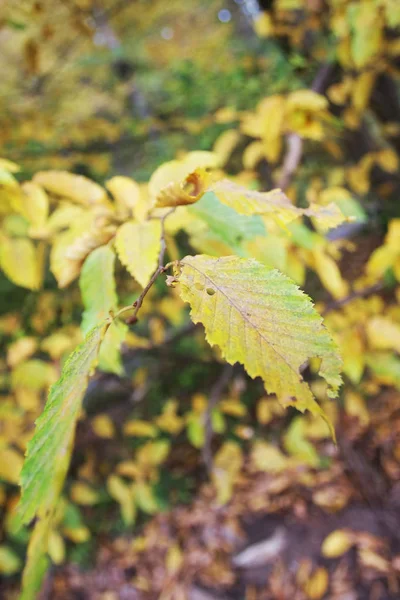 Vacker Naturskön Utsikt Över Natur Bakgrunden — Stockfoto