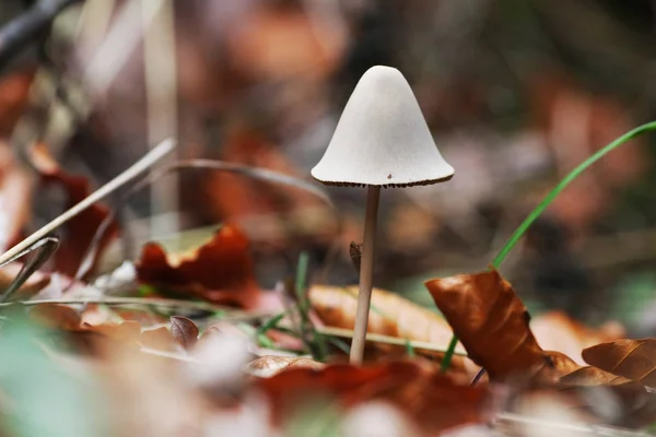 Gyönyörű Festői Kilátás Természet Háttér — Stock Fotó