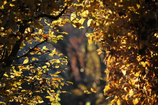 Schöne Malerische Aussicht Auf Natur Hintergrund — Stockfoto