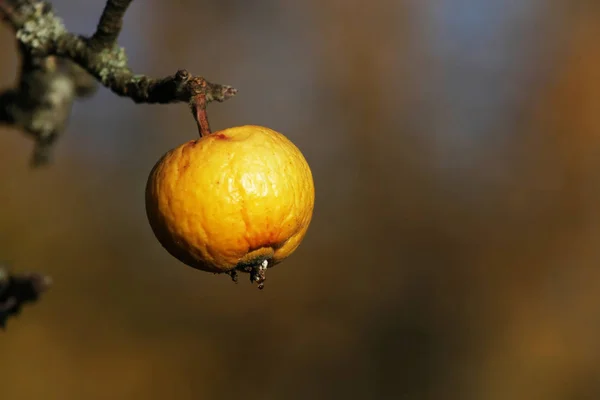 Vista Cerca Manzana Amarilla Árbol — Foto de Stock