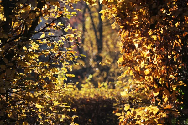 Красивый Живописный Вид Природу — стоковое фото