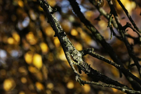 Nahaufnahme Von Gefallenen Herbstblättern Und Ästen Verschwommenen Hintergrund — Stockfoto