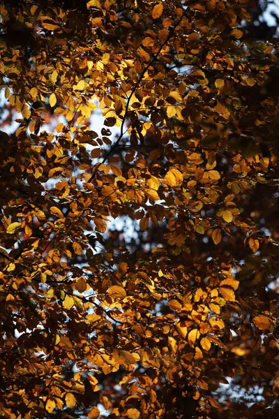 Vue Rapprochée Des Feuilles Des Branches Tombées Automne Fond Flou — Photo