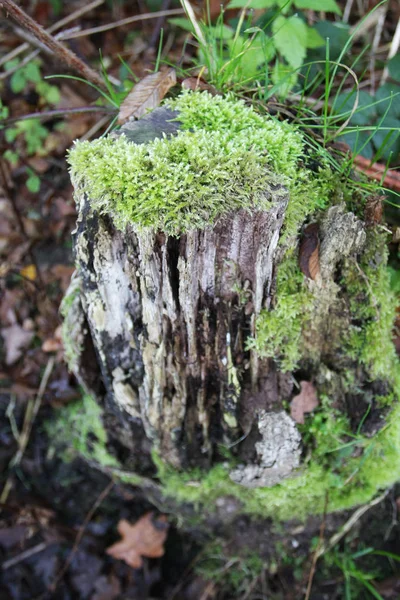 Close View Tree Trunk Moss — Stock Photo, Image