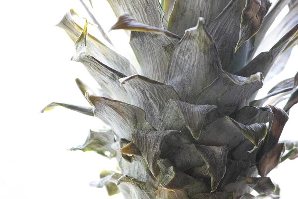 Widok Bliska Abstrakcyjnych Liści Ananasa — Zdjęcie stockowe