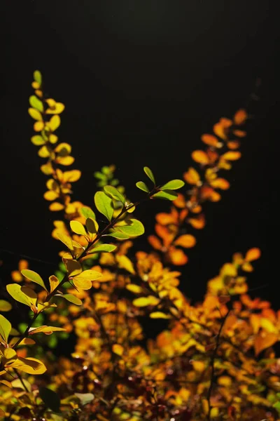Αφηρημένο Πολύχρωμο Φόντο Κίτρινα Φύλλα — Φωτογραφία Αρχείου