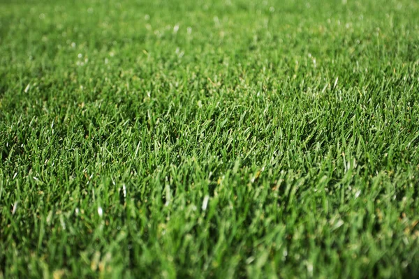 Closeup View Fresh Green Grass — Stock Photo, Image