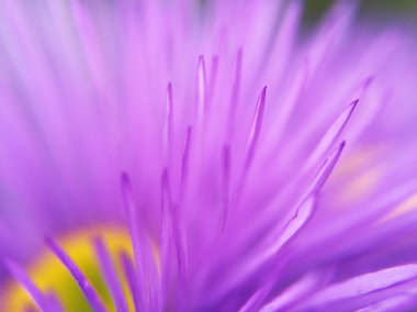 Bulanık arkaplan ile botanik detayları