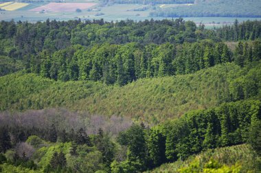 yaz yeşil tepeler ve orman havadan görünümü