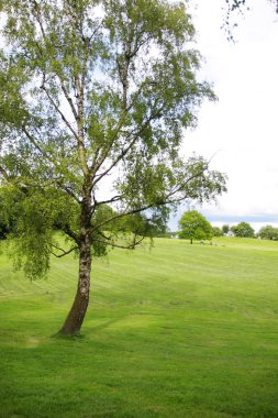 yeşil bitkiler ile yaz alanı nın doğal görünümü