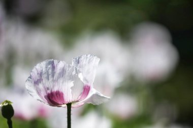 backgorund olarak güzel yabani çiçek yakından görünümü
