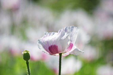backgorund olarak güzel yabani çiçek yakından görünümü