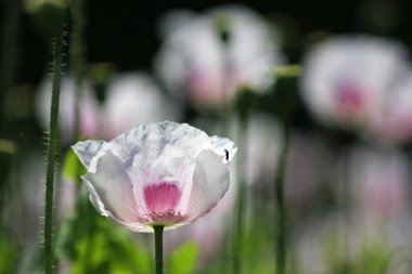 alanında güzel kır çiçekleri yakından görünümü