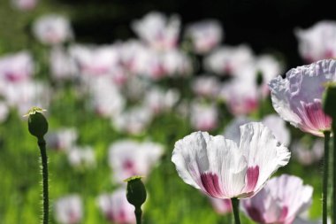 alanında güzel kır çiçekleri yakından görünümü