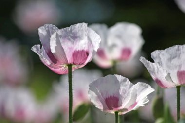 alanında güzel kır çiçekleri yakından görünümü