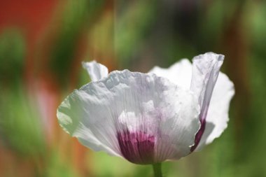 backgorund olarak güzel yabani çiçek yakından görünümü