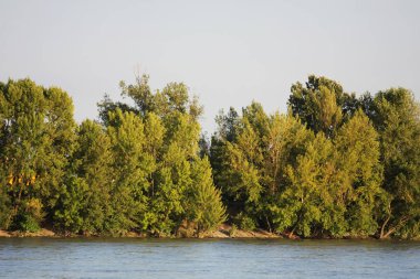 Nehir kenarındaki ağaçlar, manzaralı manzara.