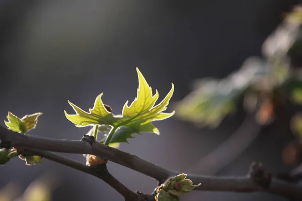 Close Uma Jovem Flores Brancas Vista Close — Fotografia de Stock