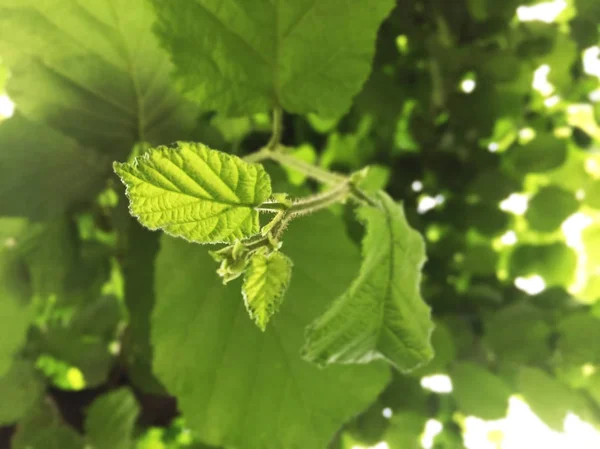 Foglie Verdi Fresche Giardino — Foto Stock