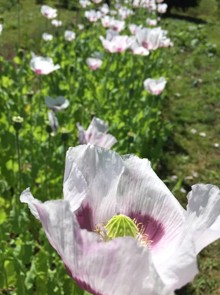 各种植物的田野景观 — 图库照片