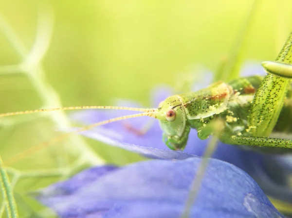 背景がぼやけている植物の詳細 — ストック写真