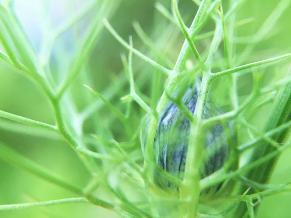 Detalhes Botânica Com Fundo Embaçado — Fotografia de Stock