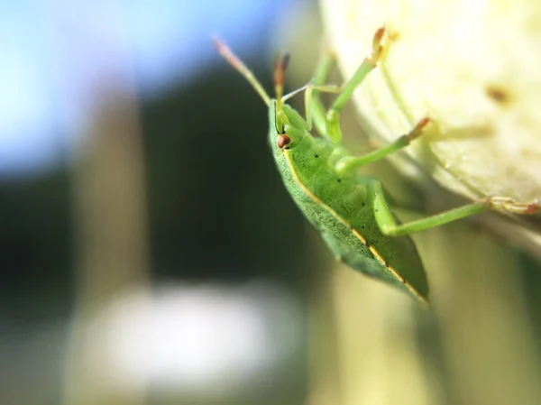 Close Beetle Blurred Background — Stock Photo, Image